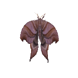 Paradaemonia meridionalis