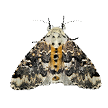 Bathyra sp.