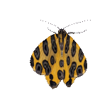 Pantherodes pardalaria