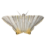 Phrygionis platinata