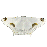 Sericoptera mahometaria