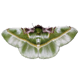 Dichorda porphyropis