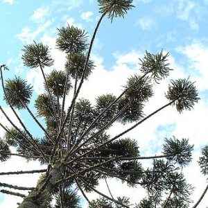 Copa da araucária