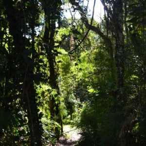 Estrada de uma trilha em meio a mata nativa