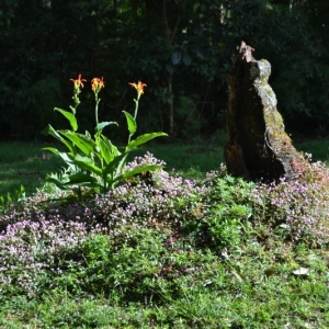 Flores que compõe os jardins do Museu Felícia Leirner