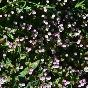 Flores que compõem os jardins do Museu Felícia Leirner