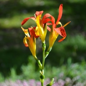 Detalhe de uma flor. Ela tem estrutura verde e pétalas alaranjadas.