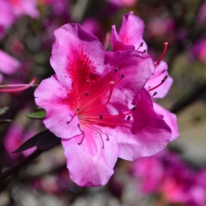 Detalhe de uma flor. É uma azaleia que possui pétalas delicadas na cor rosa
