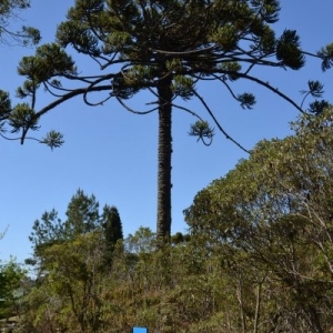Alameda do Museu Felícia Leirner em meio a natureza. Há diversas espécies de árvores ao redor e uma araucária alta.
