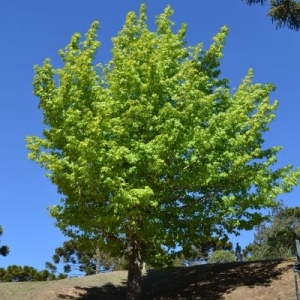Liquidâmbar, uma árvore não muito alta com folhas verdes claras e escuras