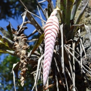 Flor no tronco de uma araucária