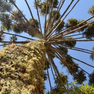 Copa de uma araucária