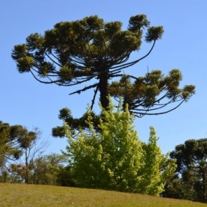 Jardim do Museu e Auditório com araucárias e um liquidâmbar