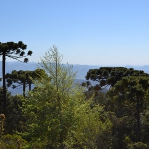 Vegetação local com diversas espécies de árvores como, araucárias, liquidâmbar e pinho bravo.