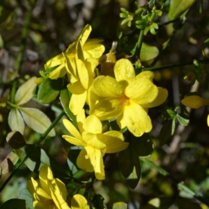 Jasmim Amarelo