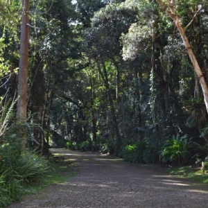 Estrada em meio a mata nativa