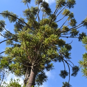 Copa de araucária