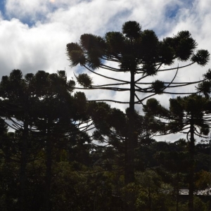 Araucárias ao redor do Museu e Auditório