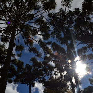 Copa de diversas araucárias sobre o céu azul