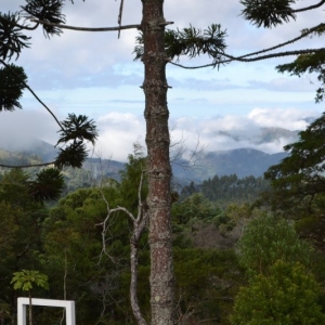 Detalhe da natureza ao redor do Museu Felícia Leirner, com árvores de diversas espécies e montanhas ao fundo