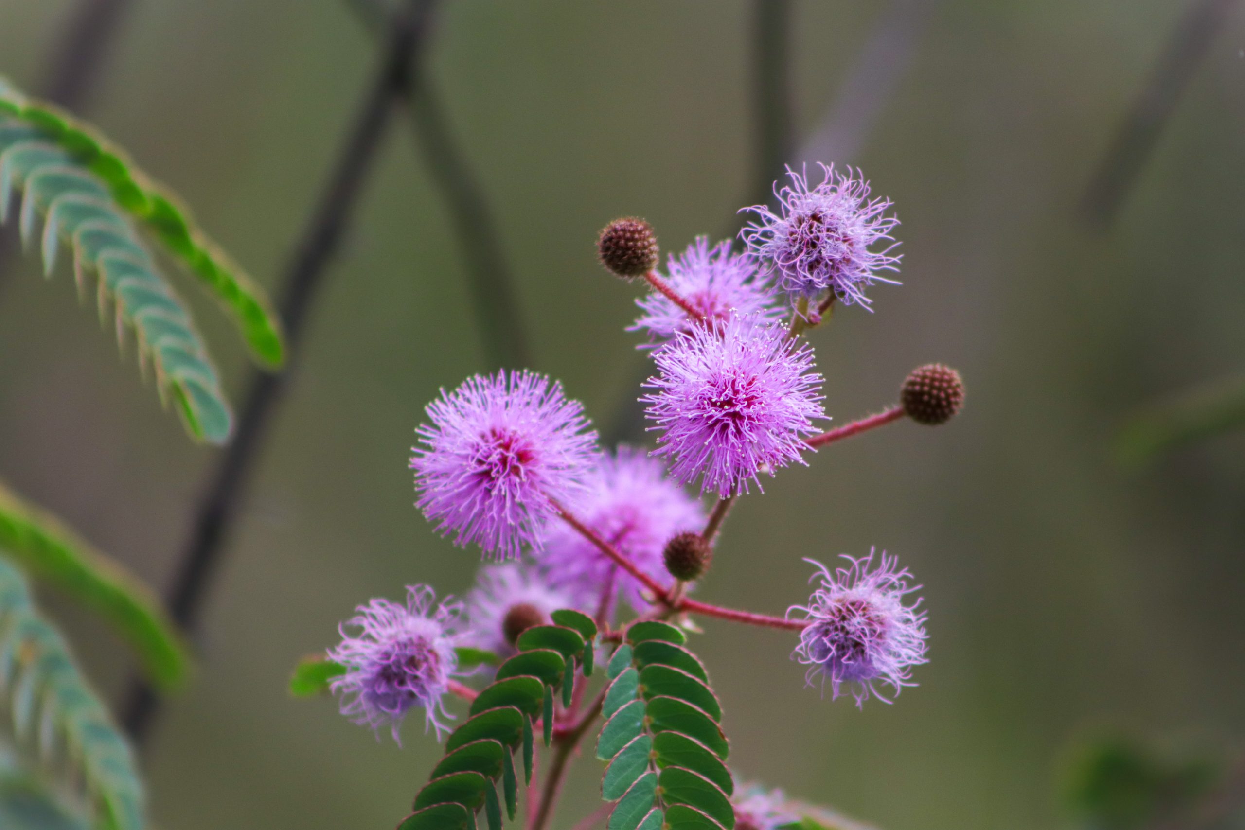 Na imagem há uma planta da espécie mimosa pudica, também conhecida como dormideira. Ela tem folhas verdes e flores em forma de pompom cor de rosa.